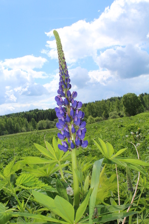 Image-preview_300x200