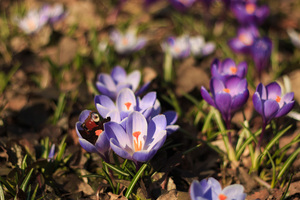 Image-preview_300x200