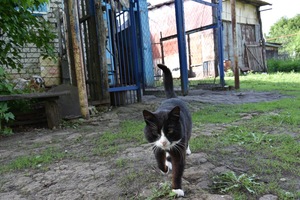 Image-preview_300x200