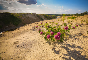 Image-preview_300x200