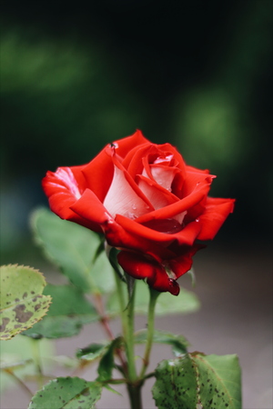 Image-preview_300x200