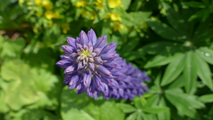 Image-preview_300x200