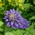 Image-square_50