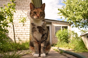 Image-preview_300x200