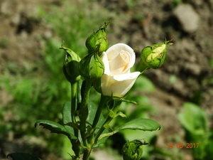 Image-preview_300x200