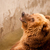 Image-square_50