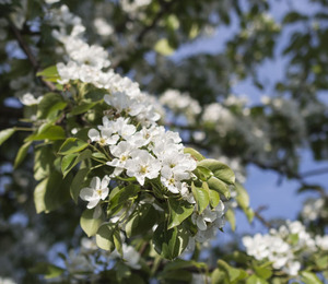 Image-preview_300x200