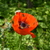 Image-square_50