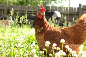 Image-preview_300x200