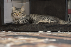 Image-preview_300x200