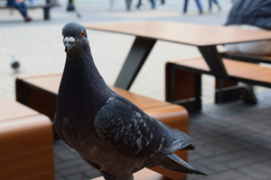 Image-preview_300x200