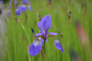 Image-preview_300x200