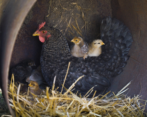 Image-preview_300x200