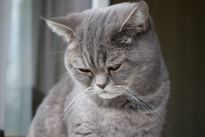 Image-preview_300x200