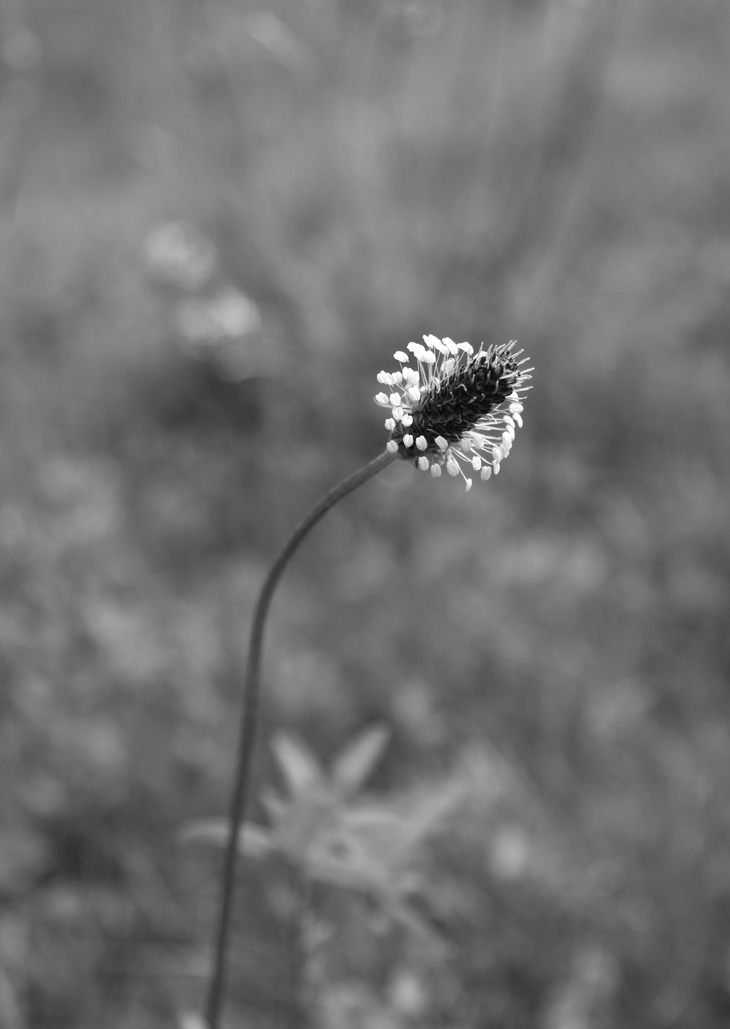 Image-normal