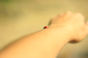 Image-preview_300x200