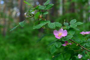 Image-preview_300x200