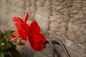 Image-preview_300x200