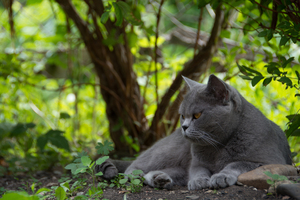 Image-preview_300x200