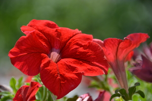 Image-preview_300x200