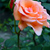 Image-square_50