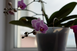 Image-preview_300x200