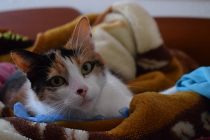 Image-preview_300x200