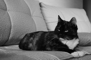 Image-preview_300x200