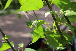 Image-preview_300x200