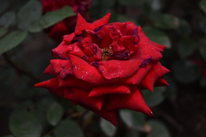 Image-preview_300x200