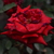Image-square_50