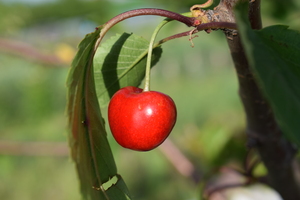 Image-preview_300x200