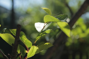 Image-preview_300x200