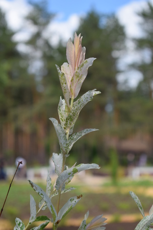 Image-preview_300x200