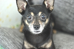 Image-preview_300x200