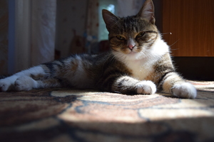 Image-preview_300x200