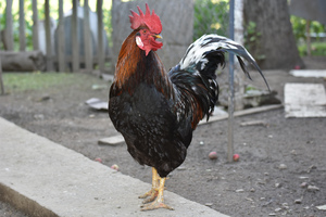 Image-preview_300x200