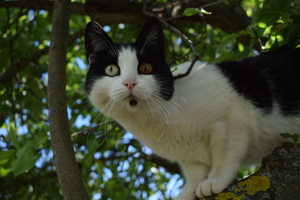 Image-preview_300x200