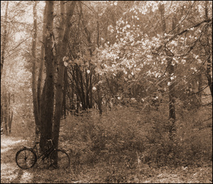 Image-preview_300x200