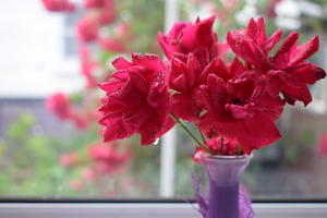 Image-preview_300x200