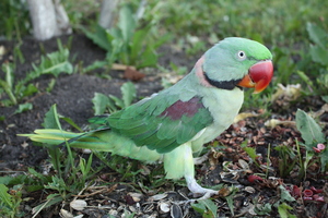 Image-preview_300x200