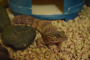 Image-preview_300x200