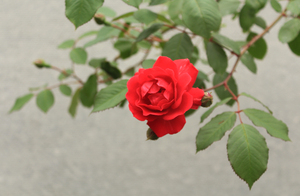 Image-preview_300x200