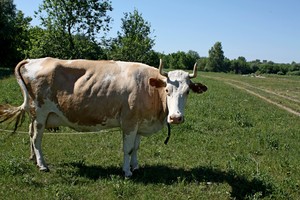 Image-preview_300x200