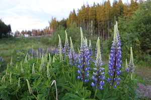 Image-preview_300x200