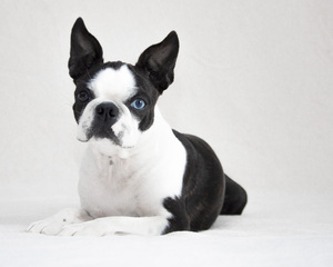 Image-preview_300x200