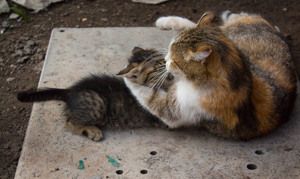 Image-preview_300x200