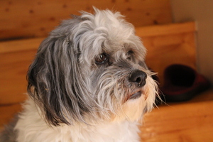 Image-preview_300x200