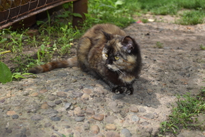 Image-preview_300x200