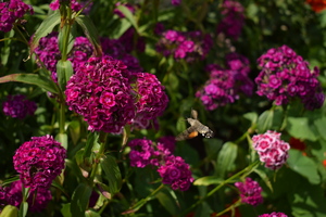 Image-preview_300x200